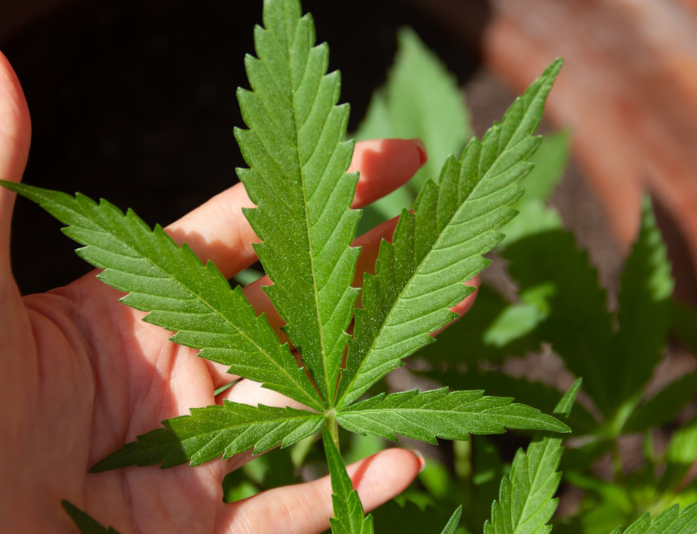 cannabis 5003417 1920